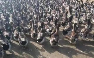 喂养蛋鸭的技巧,需根据体重、产蛋情况等来喂养