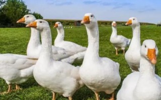 有哪些蛋鹅品种,包括太湖鹅、豁眼鹅、狮头鹅等种类