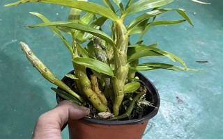 玫瑰石斛怎么养殖，生长期每隔10-14天浇一次水