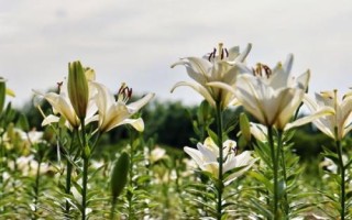 百合球茎溃疡病的危害,会影响植株的生长发育