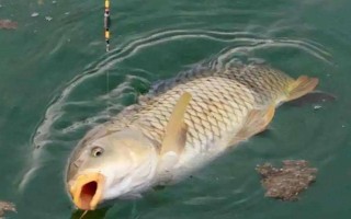 4号伊势尼钓多大的鲤鱼,通常垂钓体重在4斤以内的鲤鱼