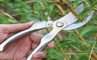 怎么养殖辫子发财树，春秋季节每隔3天浇一次水