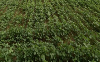 东农67大豆种子介绍，该品种无限结荚习性