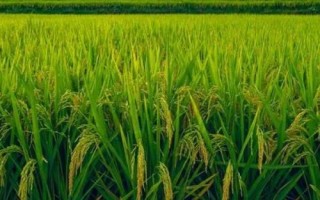 中晚稻搁田控蘖的方法,无效分蘖期至穗分化初期可开沟排水