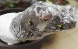 金弹子的栽培方式,腐烂、干枯的根系需剪去