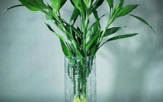 富贵竹根部发黑发臭怎么办，需及时对根部进行修剪