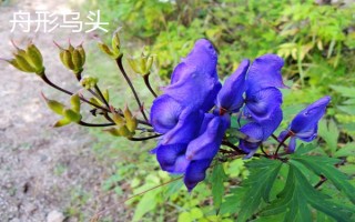 黑暗之花有哪些,常见彼岸花、双生花、黑百合等品种