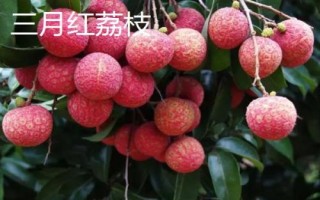 三都澳晚熟荔枝简介，主要特点是皮薄肉厚、汁多核小