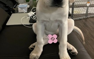 犬髋关节发育不良的简介，是一种后天发育畸形、由多种病因引发的疾病