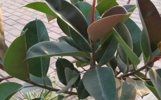 橡皮树的浇水频率，要根据花盆里的土壤情况来决定