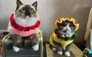 冬天宠物如何保暖，可以给其穿衣或暖窝