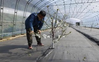 车厘子怎么种植,萌芽开花期、果实生长期都要追肥