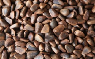 红松育苗前怎么处理种子,浸泡后可掺入湿沙中摊晒