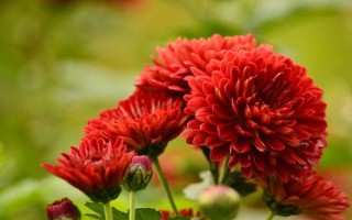红色菊花的花语，寓意喜庆吉祥、热情似火等