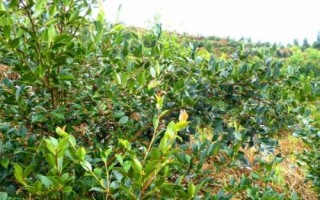 几月适合种油茶树,秋栽为宜