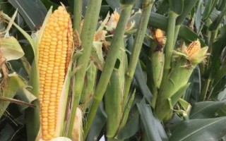 正高98玉米种简介，出苗至成熟118天