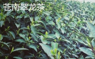 浙江温州苍南县的特产,苍南四季柚品质上乘