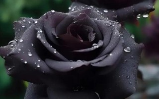 黑玫瑰的花语,寓意独特的爱、独一无二等
