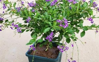 金露花的耐寒温度，可耐寒零度