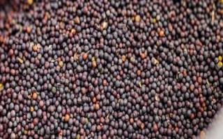 油菜籽春天能种吗，春季适合种植油菜籽