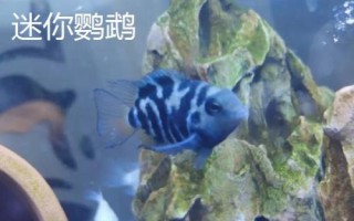 哪些小型鱼适合新手饲养，孔雀鱼和鹦鹉鱼均可选择