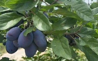 西梅的产地，原产于法国西南部