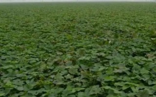 种植红薯要注意什么，在确保成活的前提下适合浅栽