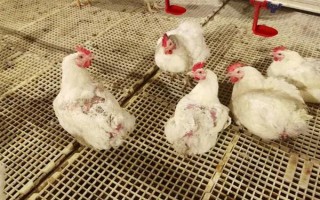 鸡脱毛的原因，疾病会导致鸡脱毛