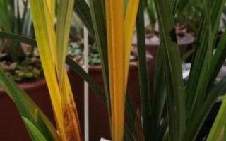 中国稀有兰花生长在哪些地方，主要生长在广东、广西、云南等地