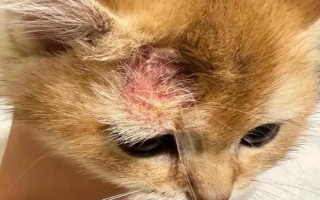 养猫必备药物，驱虫药、眼药水等药物需备好