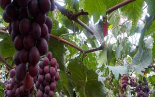 辽宁辽阳市有什么特色水果，有灯塔葡萄、前杜草莓等