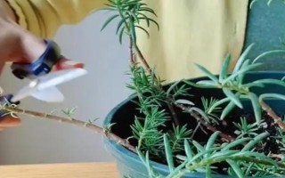 太阳花不开花的原因,可能是光照不足或缺少肥料所致