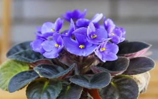 紫罗兰花怎么养,适宜生长在阴的环境中