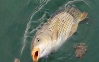 钓鲤鱼有什么诀窍，一般建议用4.5-5.4米的鱼竿