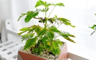 含羞草掉叶的原因，可能是浇水过量或光照不足所致