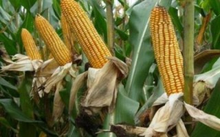 硕秋707玉米种子简介，密度4500株/亩左右