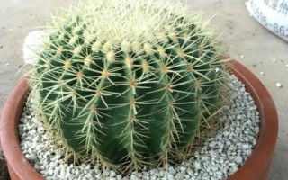 怎么养金虎仙人球,生长季节放在向阳处即可