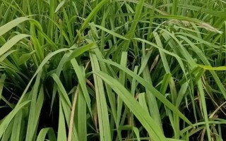 农村常见的野草，常见的有苘麻、艾草等