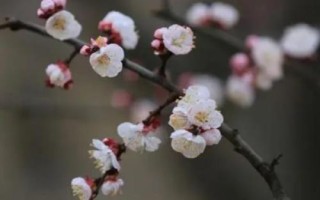 杏花开放的节气，最早开放节气为雨水