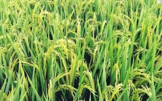 龙S水稻品种的特性,该品种属温敏型两用核不育系