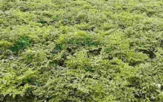 当归根腐病的症状，主要危害植株的根茎