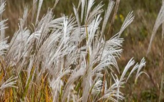芒草和荻的区别是什么，种属、植物样式均不同