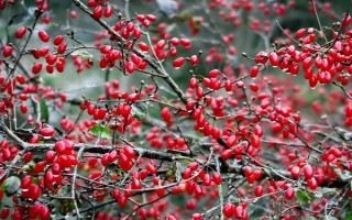 山茱萸的产地，主产于陕西、甘肃、湖南等地