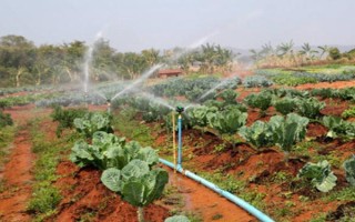 如何预防萝卜空心，要注意平衡供水