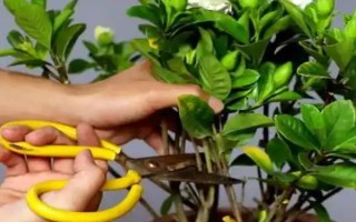 栀子花春天的养殖方法，春天要让其有充足的水肥