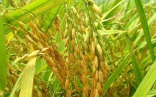 通育267水稻品种的特性,生育期间注意及时防治稻瘟病