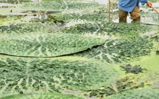 芡实的种植时间，主要集中在3月中旬至4月上旬