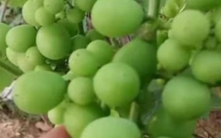 葡萄粒小的原因，品种原因或氮肥施用过量均会导致
