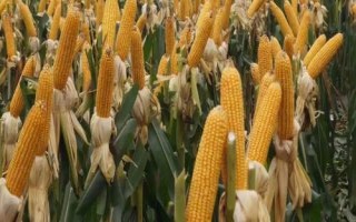 登海2098玉米种子特点,适宜播种期6月上旬至中旬