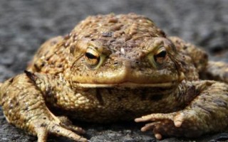 蟾蜍的饲养要点，养殖场的四周做好防护